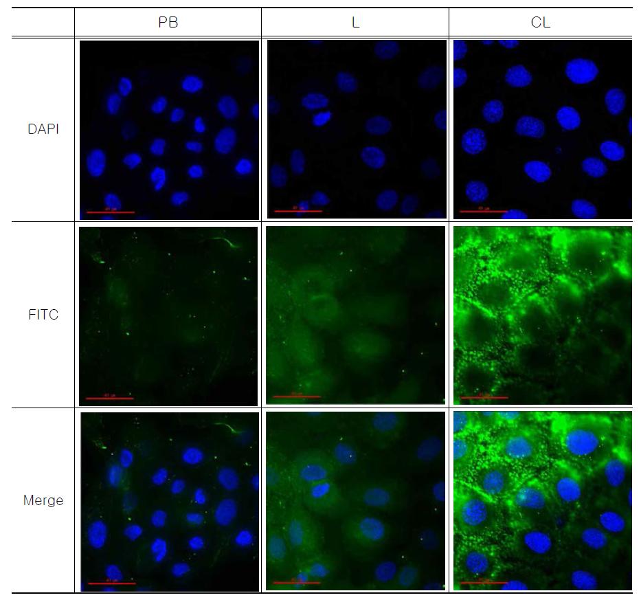 FITC 담지 양이온 리포좀의 세포내 이입(PB : PB 용액, L : 리포좀, CL : 양이온 리포좀).