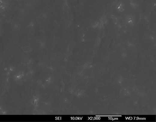 QSLN-2 필름의 FE-SEM 이미지.