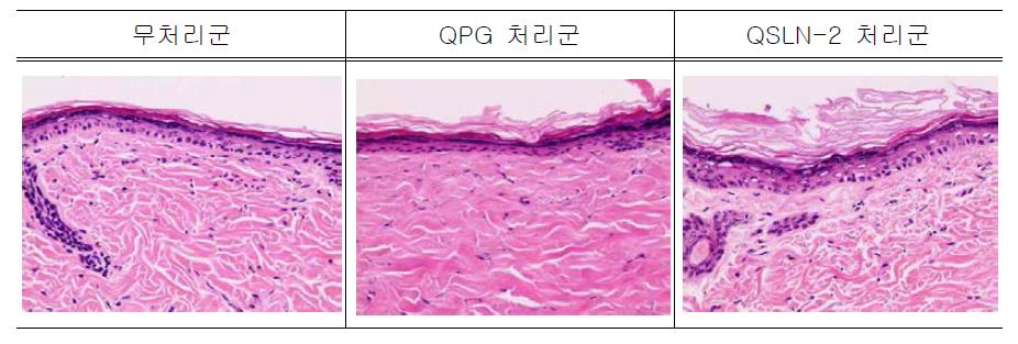 Hairless rat 피부 절편의 H&E 염색