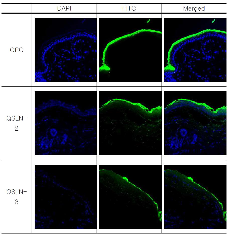 FITC를 함유한 QPG, QSLN-2 및 QSLN-3을 처리한 피부 절편의 CLSM 이미지(Blue: DAPI, Green: FITC).