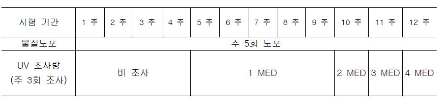 주름 유도를 위한 기간별 UV 조사량 (MED, minimal erythema dose)