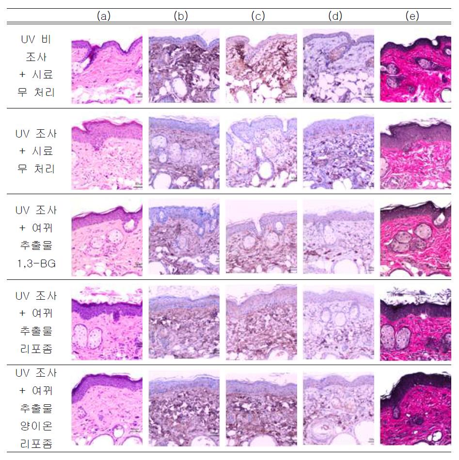 각 시스템을 처리한 hairless mouse 피부 조직의 염색 결과 (a) Hematoxylin & Eosin (H-E) 염색 (b) collagen type Ⅰ 항체를 이용한 염색 (c) collagen type Ⅲ 항체를 이용한 염색 (d) MMP-1 항체를 이용한 염색 (e) Verhoeff