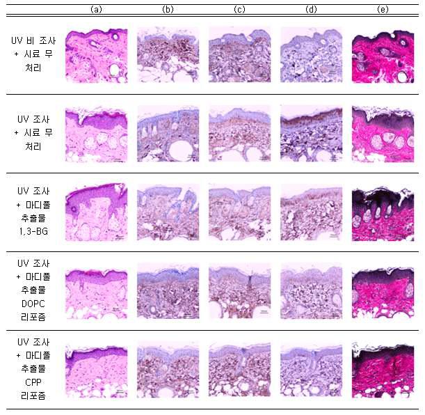 각 시스템을 처리한 hairless mouse 피부 조직의 염색 결과 (a) Hematoxylin & Eosin (H-E) 염색 (b) collagen type Ⅰ 항체를 이용한 염색 (c) collagen type Ⅲ 항체를 이용한 염색 (d) MMP-1 항체를 이용한 염색 (e) Verhoeff