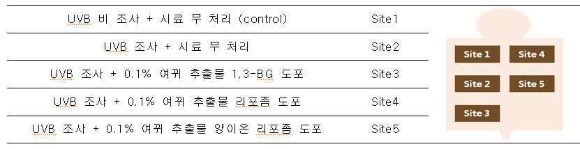 UV 조사 및 시스템 처리에 따른 site 분류