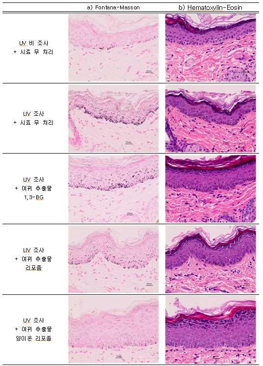 여뀌 추출물을 함유한 각 시스템을 처리한 피부의 단면