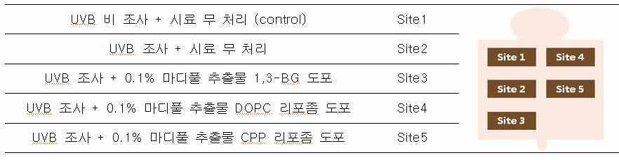 UV 조사 및 시스템 처리에 따른 site 분류