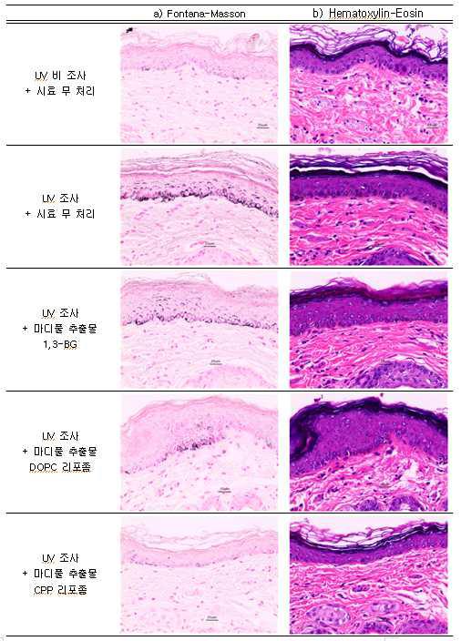 마디풀 추출물을 함유한 각 시스템을 처리한 피부의 단면