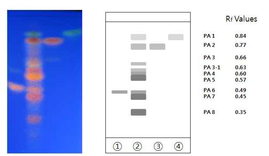 마디풀 추출물 ethyl acetate 분획과 표준물질의 TLC 크로마토그램