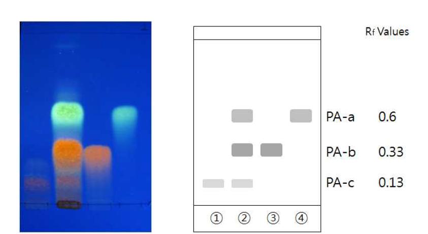 마디풀 추출물 aglycone 분획과 표준물질들의 TLC 크로마토그램
