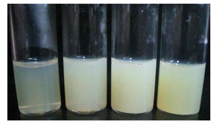 0.1% 마디풀 추출물(ethyl acetate fraction)을 함유하는 농도별 PCL-b-PEG 고분자 마이셀 [PCL-b-PEG 농도; 0.5%, 1.0%, 1.5%, 2.0%].