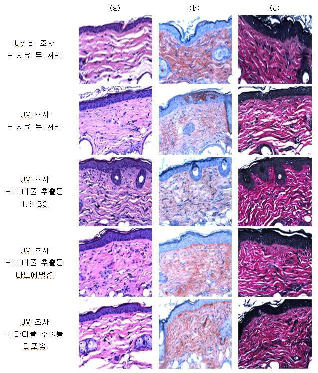각 시스템을 처리한 hairless mouse 피부 조직의 염색 결과 (a) Hematoxylin & Eosin (H-E) 염색 (b) type Ⅰ collagen 항체를 이용한 염색 (c) Verhoeff
