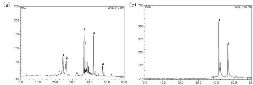 참가시나무 잎 추출물의 (a)ethyl acetate 분획과 (① hyperoside, ② isoquercitrin, ③ quercitrin, ④ catechin, ⑤ quercetin, ⑥ keampferol) (b)aglycone 분획의 (① quercetin, ② keampferol)의 HPLC 분석 크로마토그램