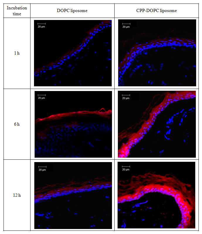 Rhodamine B를 담지한 DOPC 리포좀 및 CPP-DOPC 리포좀을 적용한 hairless rat 등 피부의 CLSM 이미지; under blue (DAPI) filter, under red (rhodamine B) filter. scale bar = 20 μm.