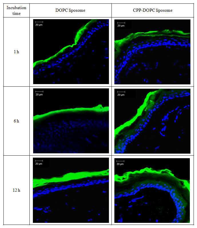 FITC를 담지한 DOPC 리포좀 및 CPP-DOPC 리포좀을 적용한 hairless rat 등 피부의 CLSM 이미지; under blue (DAPI) filter, under green (FITC) filter. scale bar = 20 μm.