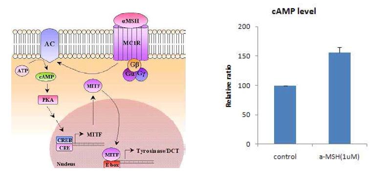 α-MSH에 의한 cAMP 발현량 확인시험 결과