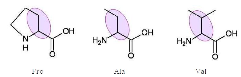 아미노산 곁가지 구조의 유사성