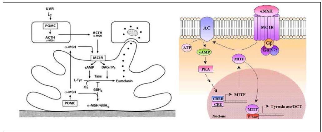 α-MSH에 의한 멜라닌 형성 메커니즘