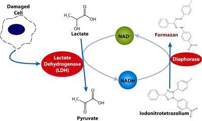 LDH assay 원리