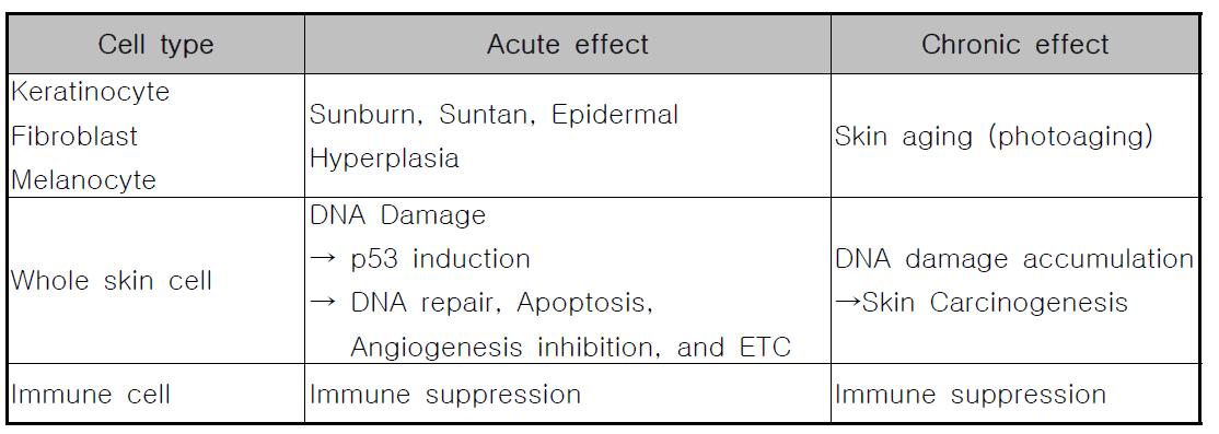 피부 세포 타입별 자외선 반응