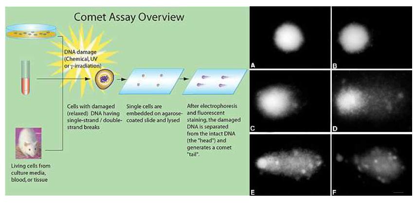 DNA손상을 측정에 이용되는 comet assay