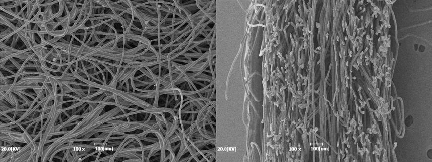 섬유상 기공형성조제를 관찰한 주사전자현미경 사진; (좌) 표면, (우) 단면