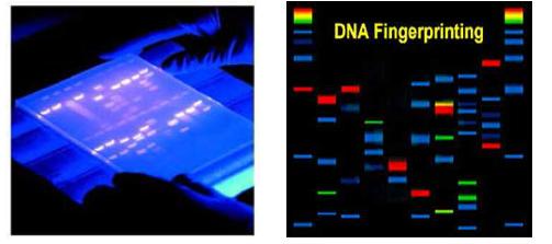 전통적 자외선 Transilluminator를 이용한 DNA 형광이미징 (우) 다양한 형광분자를 사용하여 DNA 형광이미징