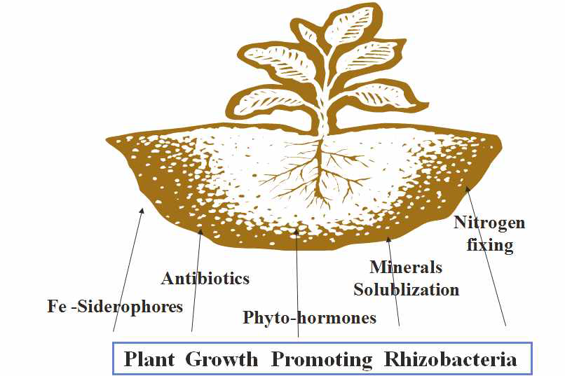 식물생육촉진 미생물의 효과