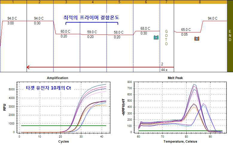 타겟 유전자만을 증폭할 수 있는 최적의 PCR 조건