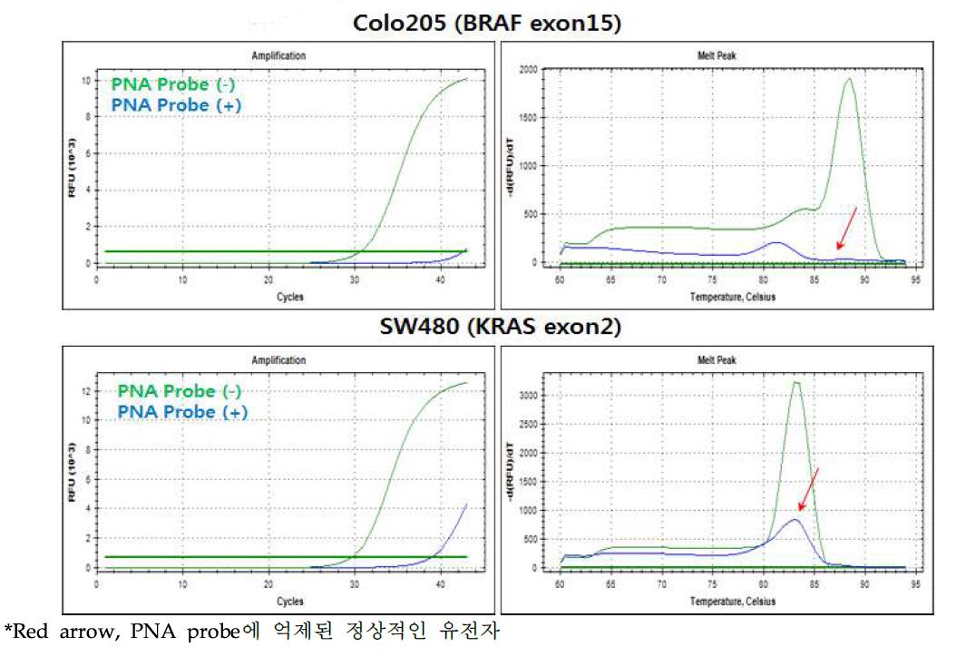 Cell line을 이용한 Mutant Enrichment PCR 테스트