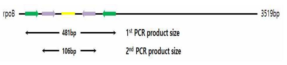 rpoB 유전자 증폭을 위한 PCR primer set와 probe 위치