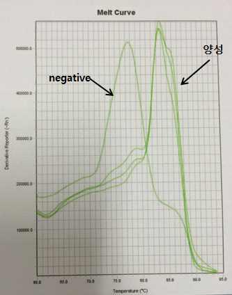 그림 11에서 증폭된 PCR 산물을 melting point analysis한 결과