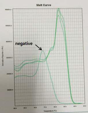 IS6110 innner primer에 의한 증폭산물을 melting point analysis를 실시한 결과