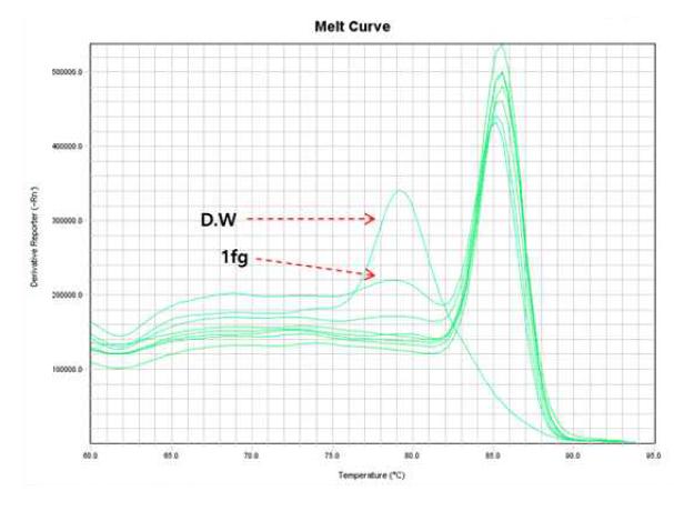 IS6110 LOD 테스트한 PCR 산물을 melting point analysis를 실시한 결과