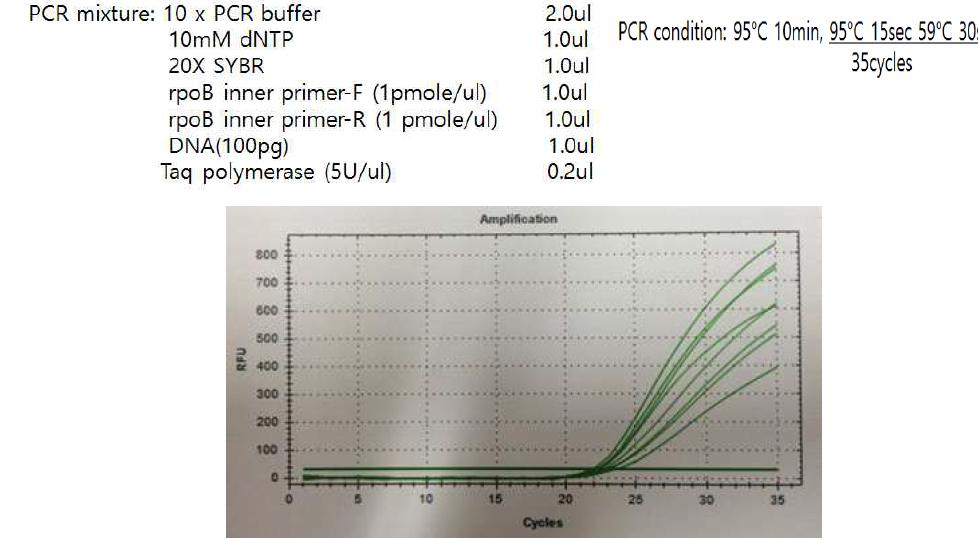 rpoB inner primer set를 이용하여 real-time PCR을 실시한 결과