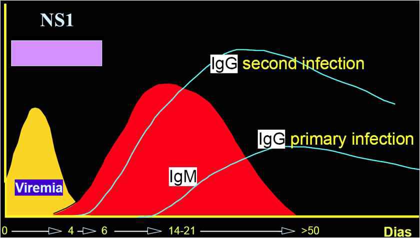 뎅기바이러스 감염 후, 혈청학적 변화