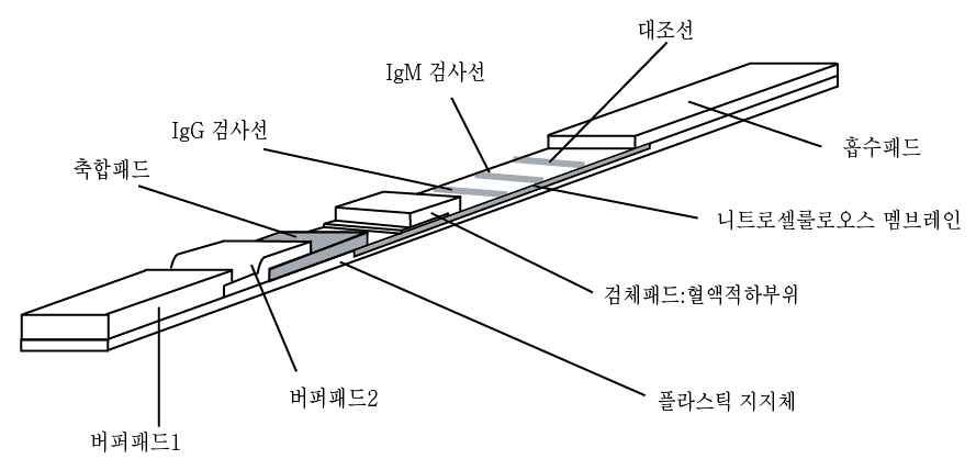 당 사에서 고안한 뎅기 IgG 및 IgM의 동시 진단용 면역스트립 구조.