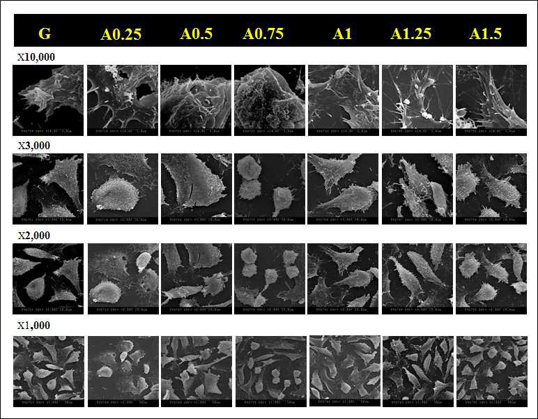 시료의 용출물을 세포에 적용한 후 세포의 사진 (SEM)