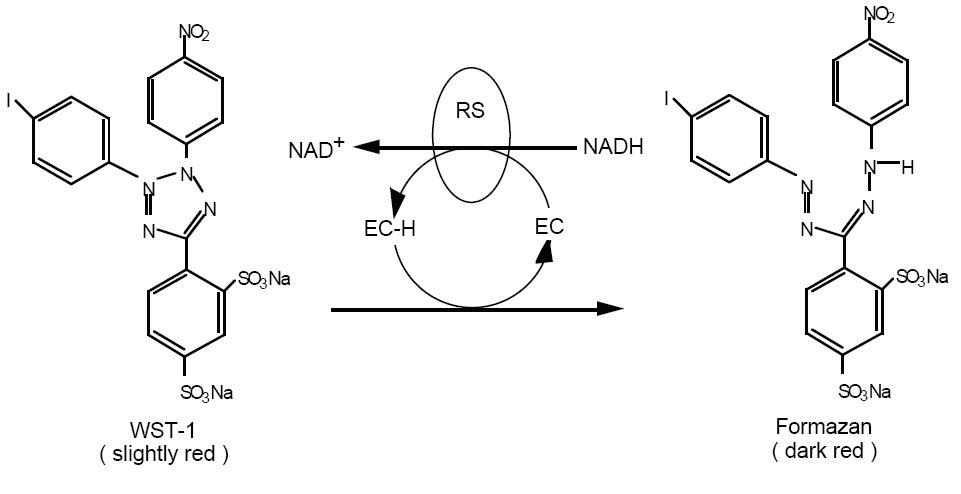 Tetrazolium salt (WST-1)이 Formazan으로 변환