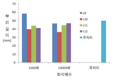 공시화합물 처리가 오이의 뿌리 길이 생장에 미치는 영향