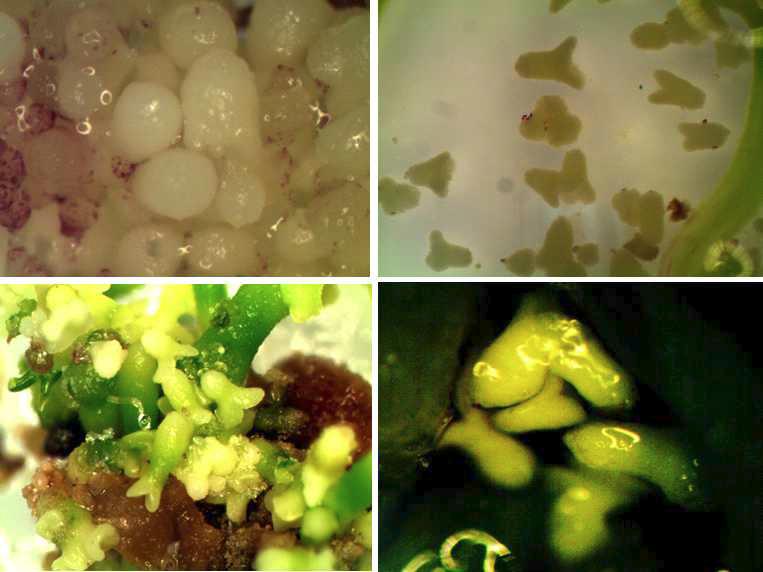 서울오가피(Acanthopanas seoulense)의 분화된 배아 식물체를 체세포 배아증식용 현탁배지에서 증식한 결과 다양한 배아의 형태.