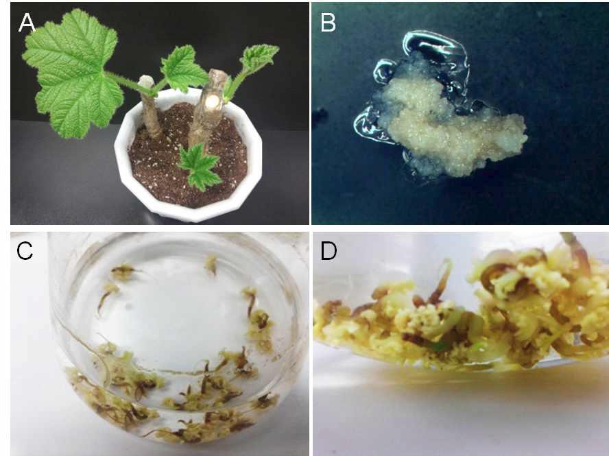 땃두릅(Oplopanax elatus)의 묘목(A)과 캘러스유도(B) 및 식물체유도(C, D).