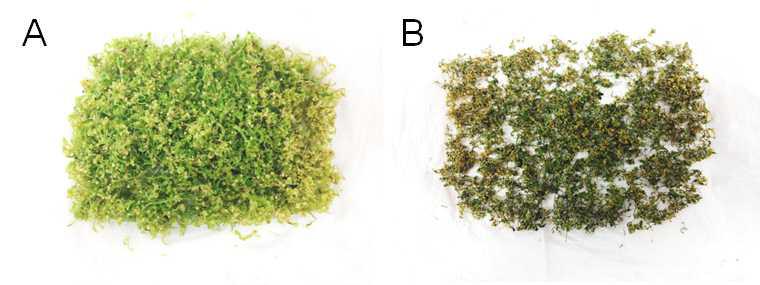 서울오가피(Acanthopanas seoulense) 체세포배아의 수확 후 건조전과 건조 후의 형태.