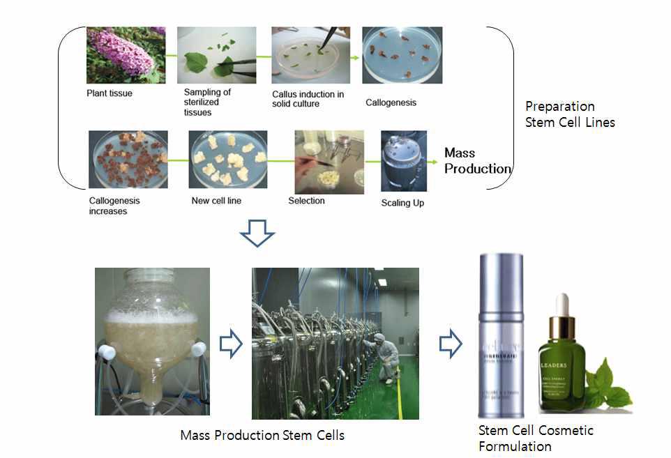 Plant Stem Cell Cosmetics(식물줄기세포 화장품)제조의 개요 식물 줄기세포화장품은 원료식물을 선발하고 무정형의 캘러스를 유도한 후 캘러스를 직접배양하거나 체세포배아로 분화시켜 대량생산을 한다. 중형 혹은 대량생산 된 캘러스와 배아세포로부터 물질을 추출한 후 화장품의 Formulation을 개발하여 제품을 출시하는 공정을 거친다.