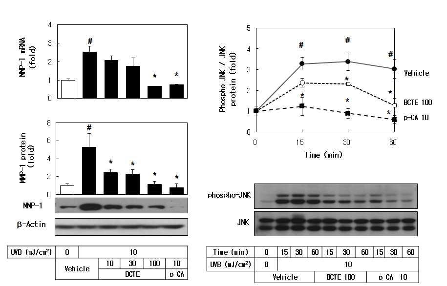 자외선에 피부 광노화와 관련된 MMP 발현 및 MAP kinase 활성화에 대한 죽여 추출물의 억제작용