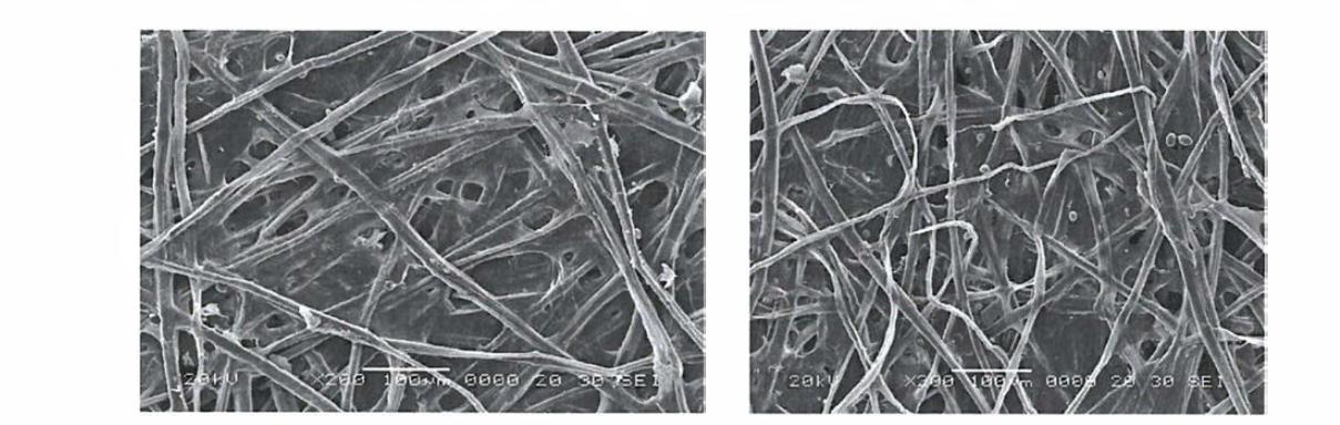 개선 후 닥섬유 전자현미경 사진