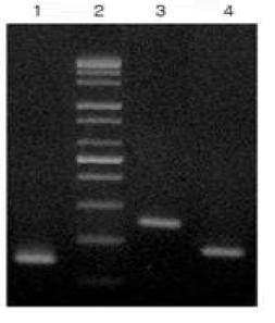 CT PCR산물 lane 2 : Negative std lane 3: 192 bp