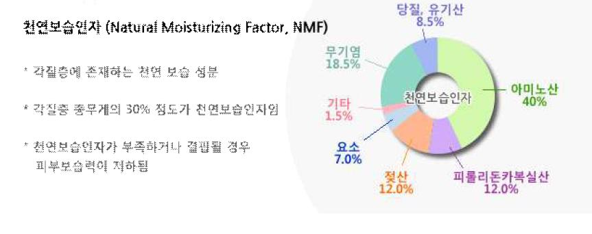천연보습인자(NMF)의 구성성분