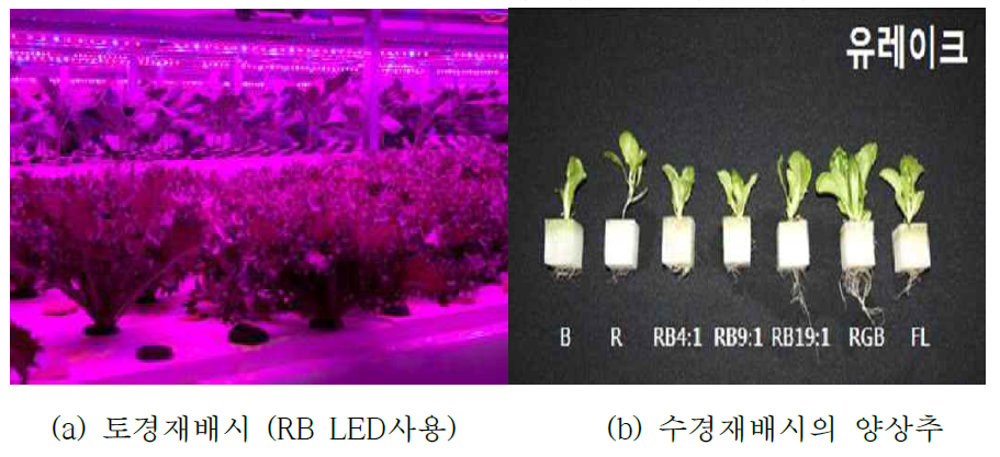 LED조명으로 식물재배 모습