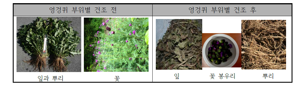 엉겅퀴 부위별 효능평가전 건조 전후 시료.