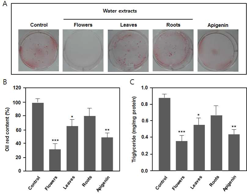 Effect of water extracts from different organs of C. japonicum var. ussuriense on the inhibition of oil red content and intracellular triglyceride production in 3T3-L1 adipocytes. Cells were treated with 200 μg/mL flower, leaf or root extract for 72 h. (A) Oil Red O staining, (B) Oil red O contents and (C) CTriglyceride contents. Data are presented as the means ± S.D. of three independent experiments.*p<0.05, **p<0.01 and ***p<0.001 vs. control.